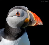 Puffin_Portrait