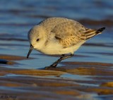 Sanderling