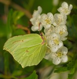 Brimstone