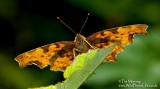 Comma