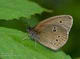 Ringlet