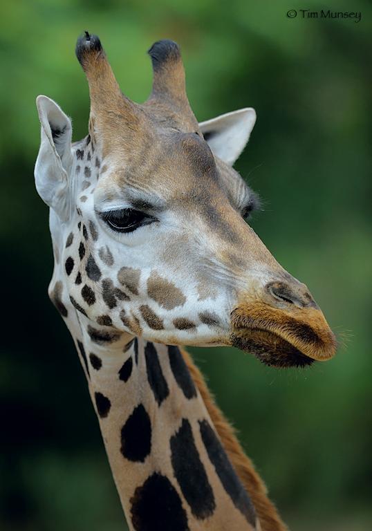 Giraffe.jpg