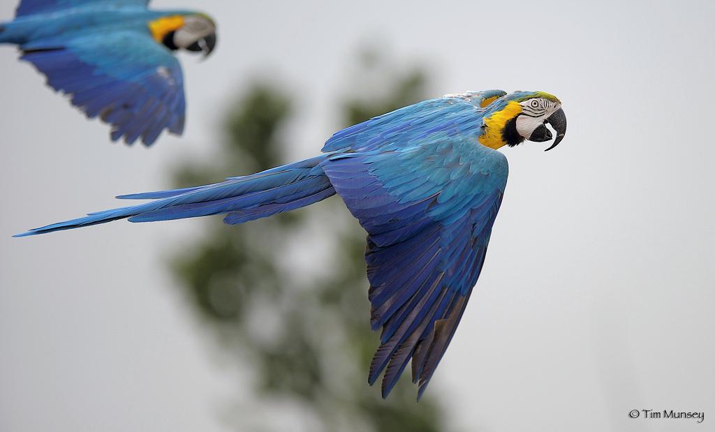 Macaws.jpg