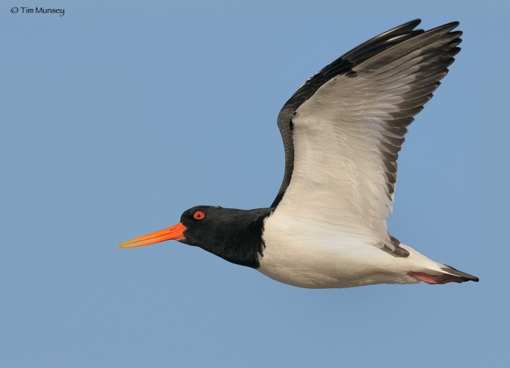 Oystercatcher_2.jpg