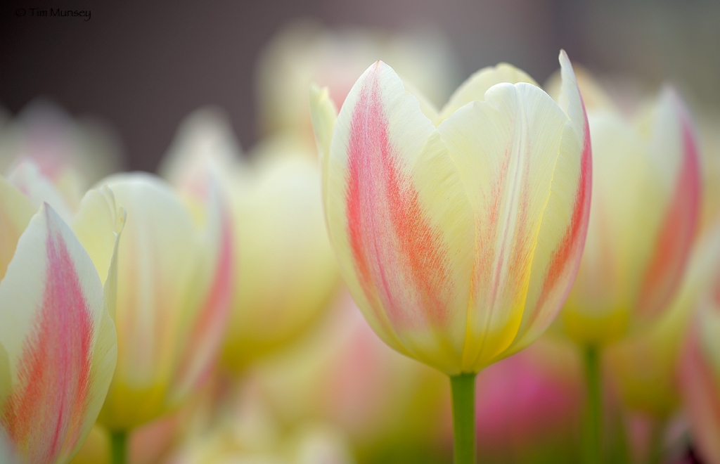 Tulips_10.jpg