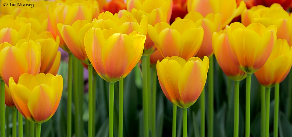 Tulips_11.jpg