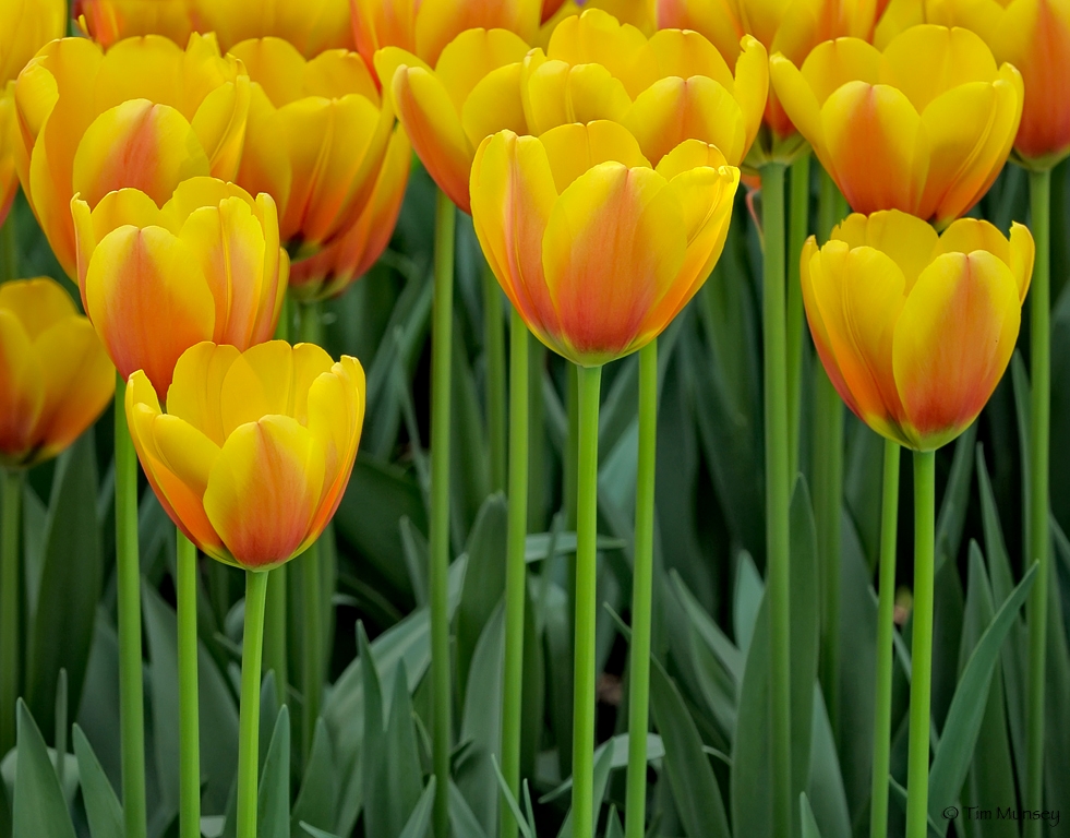 Tulips_13.jpg