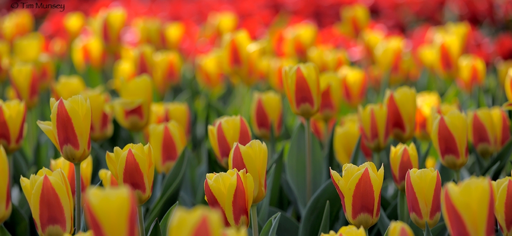 Tulips_2.jpg