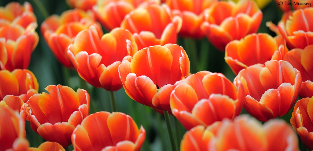 Tulips_3.jpg