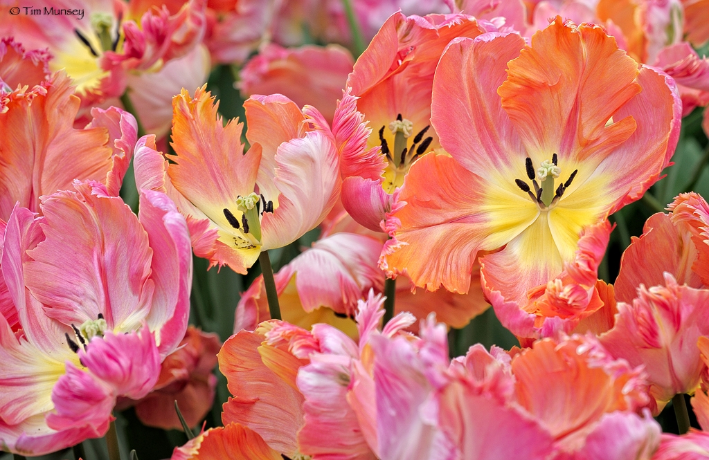 Tulips_4.jpg