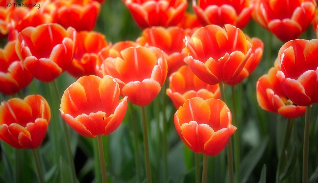 Tulips_5.jpg