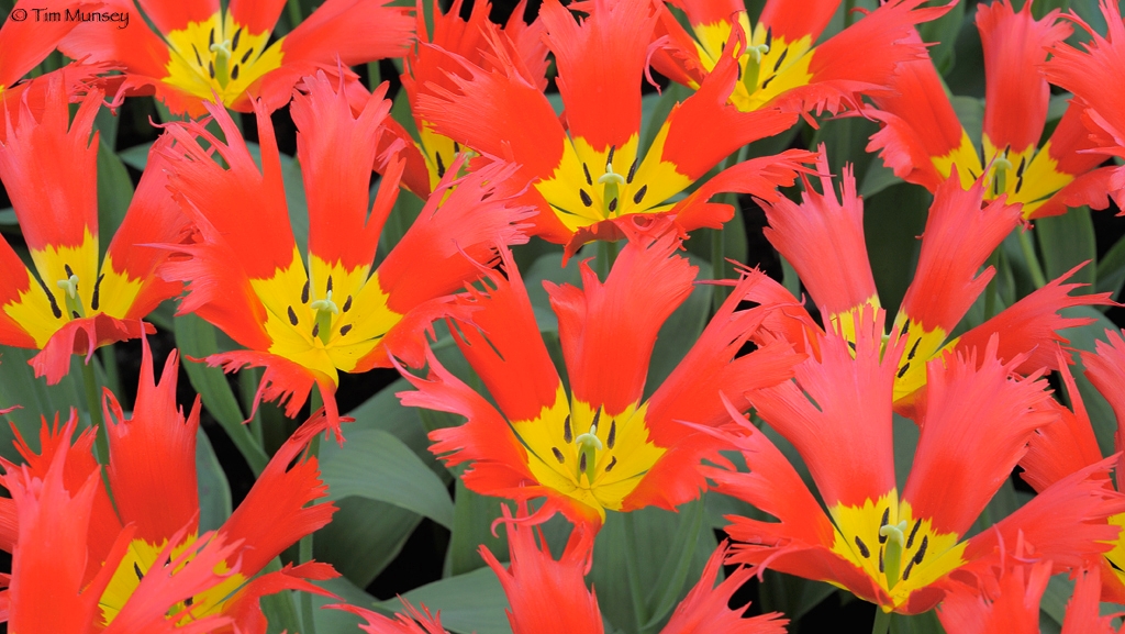 Tulips_7.jpg