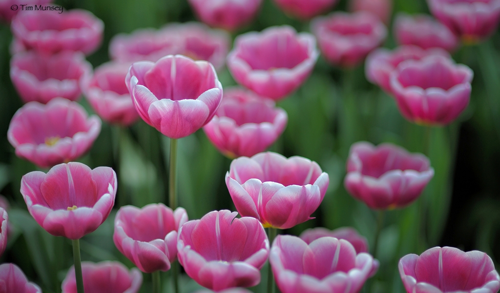 Tulips_8.jpg