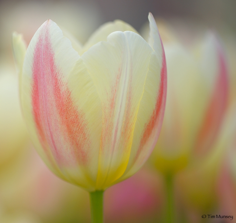 Tulips_9.jpg