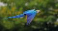 Macaw_1