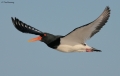 Oystercatcher