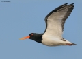 Oystercatcher_2