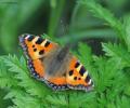 Tortoiseshell