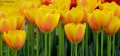 Tulips_11