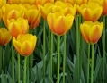 Tulips_13