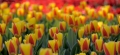 Tulips_2