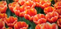 Tulips_3