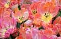 Tulips_4