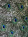 Peacock_3