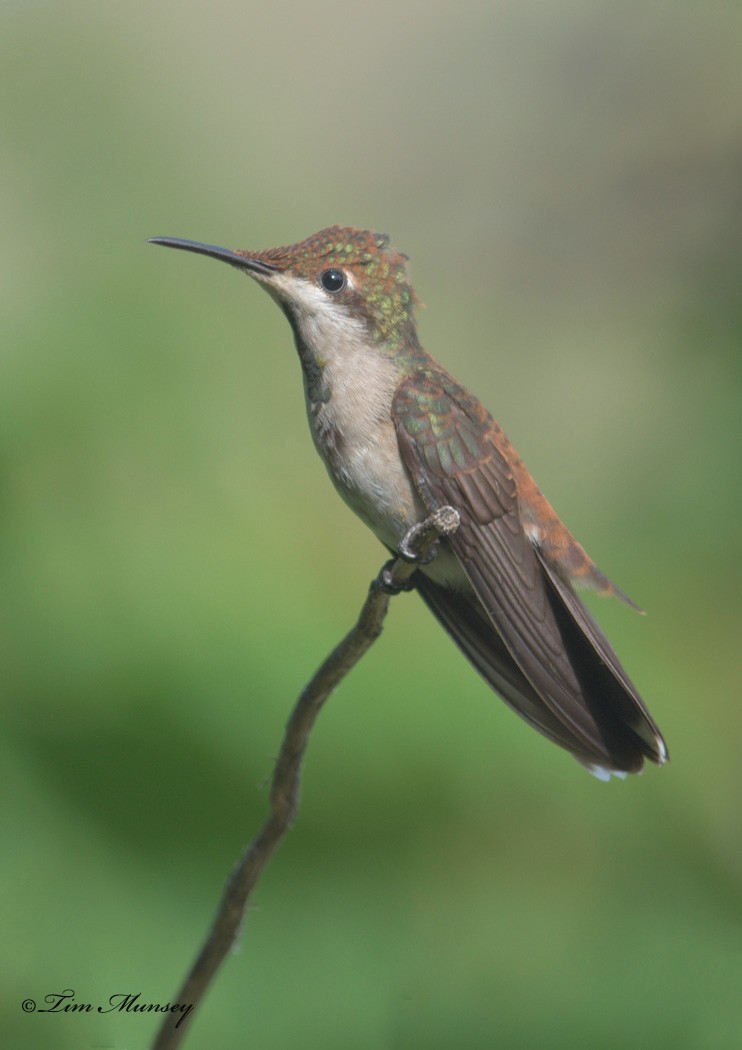 Juvenile Ruby-topaz Hummingbird