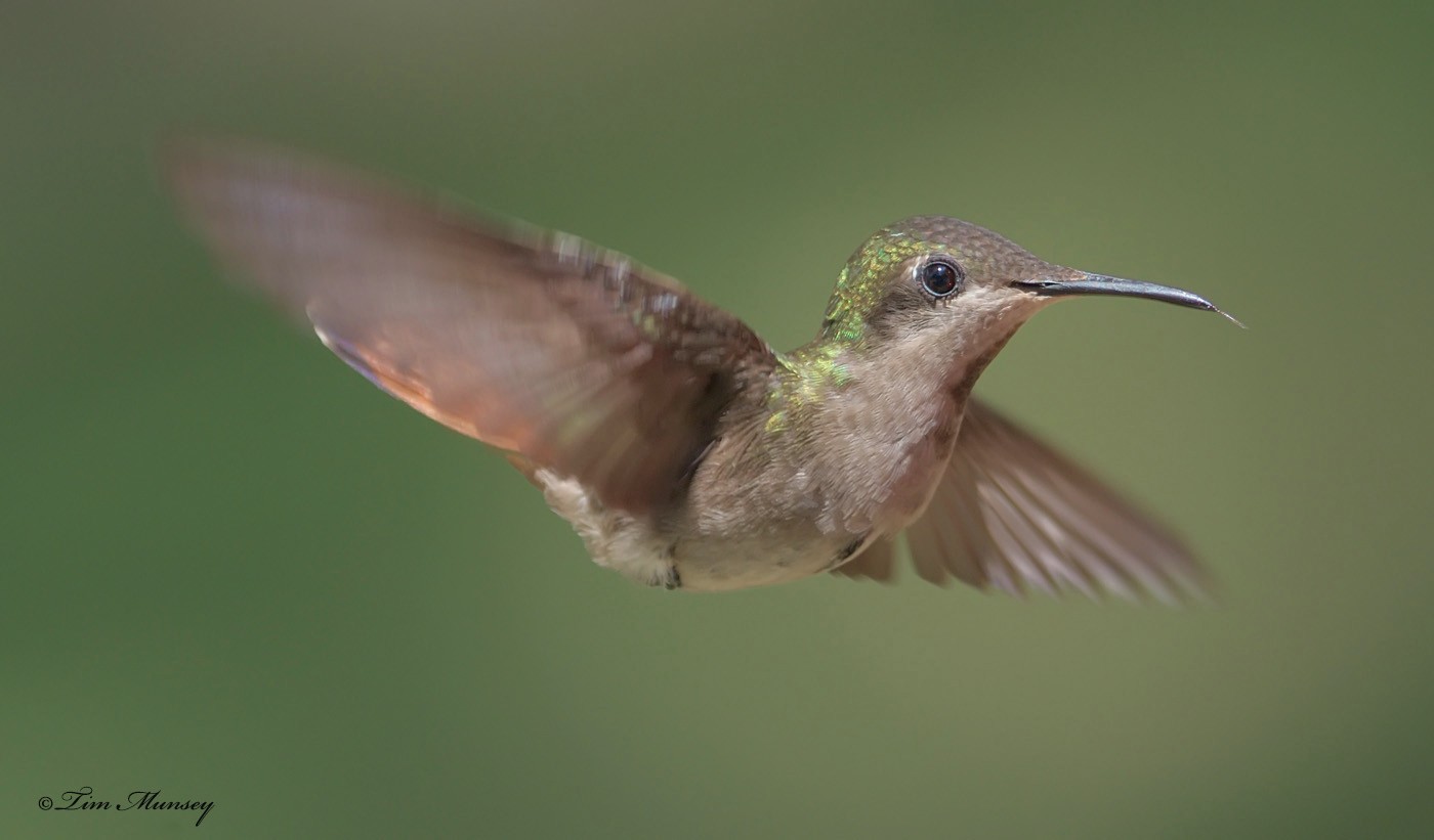 Ruby Topaz Hummingbird Female