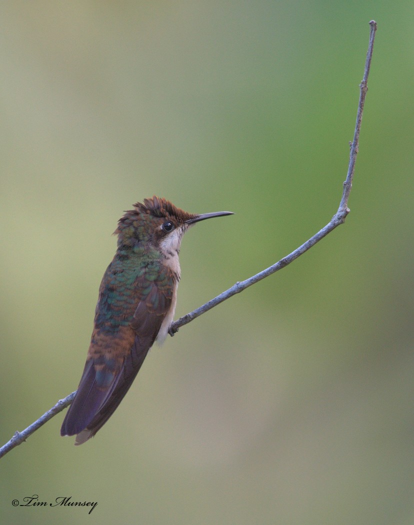 Juvenile Ruby Topaz Hummingbird