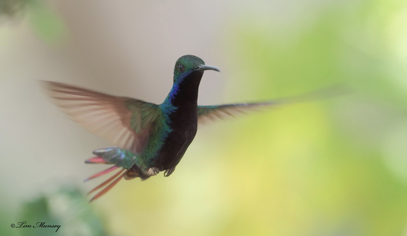 Black-throated Mango Hummingbird