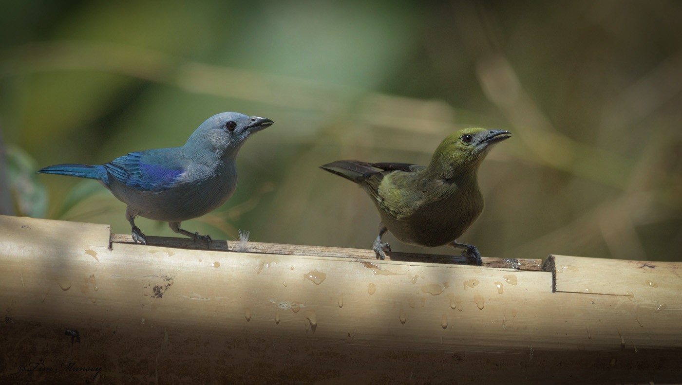 Blue-grey Tanager and Palm Tanager