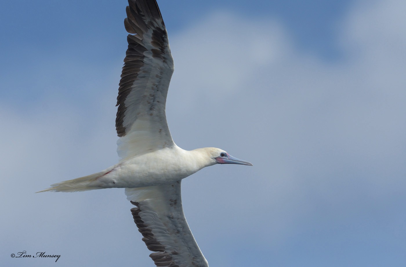 Red Footed Booby White Morph