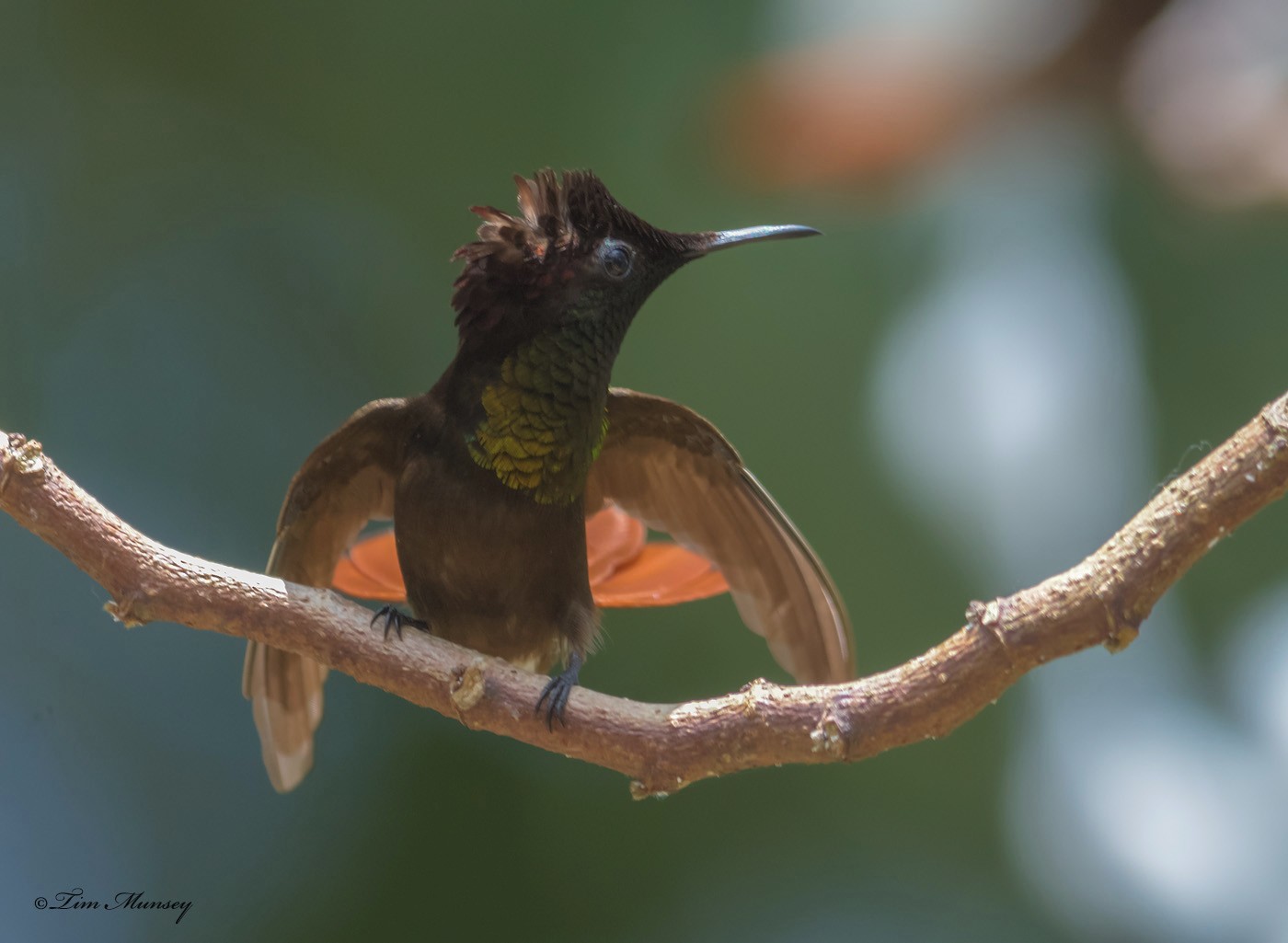 Ruby Topaz Hummingbird Male